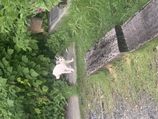 先日の夕方、ちっちゃい仔猫ちゃんが遊びに来てました^_^！