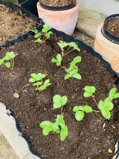 念願のいちごを植えましたー!!!!