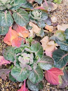 小太り芽キャベツ!