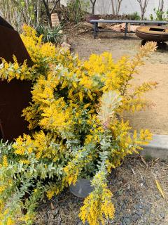 朝からシェフが剪定してくれました〜