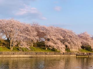 酒津の桜〜素敵でした^_^!