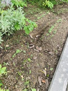 秋まきハーブ ルッコラの芽が出ました!
